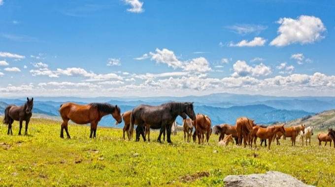 Cabalgando por los Bosques Siberianos y Lagos Montañeses (AL-05)