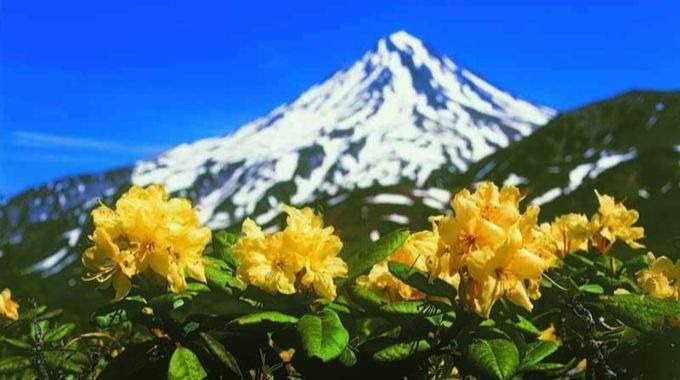 Viaje a Kamchatka a Principios del Verano - Mamíferos Marinos, Ballenas, Aves, Osos y Volcanes (KK-07)