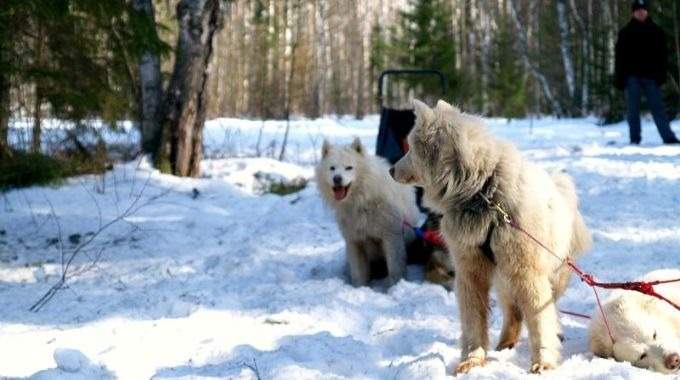 Paseo en Trineo de Perros y Renos en el Norte de Rusia (KL-09)